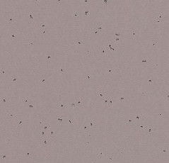 Forbo Sphera Energetic 50219 dolphin фото 1 | FLOORDEALER